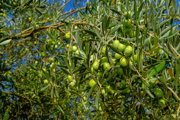 Close view of green olives in the tree before the harvest