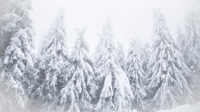 Winter wonderland snowy fir trees