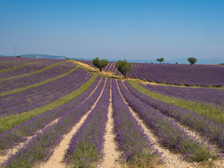 France, august 2019: Provence, Lavender fields on the Plateau of Valensole.