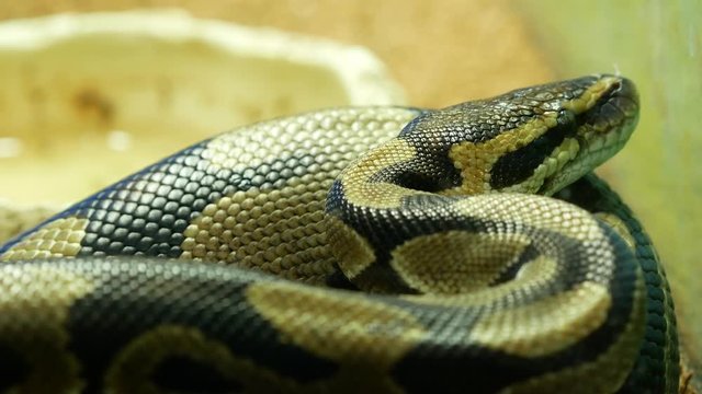 Thai python snake in aquarium, head close up 4k