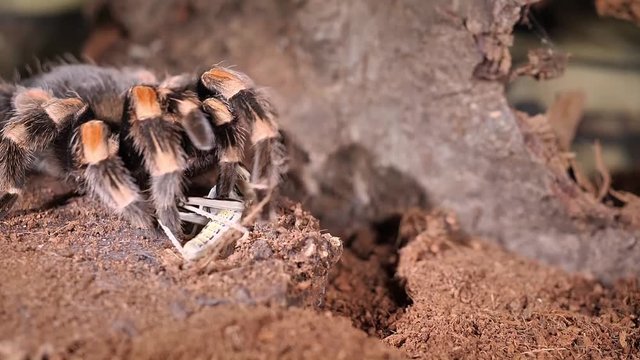 Vogelspinne f&auml;ngt eine Heuschrecke in Zeitlupe, zwei Einstellungen