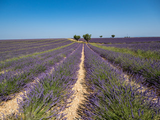 Fototapeta premium France, august 2019: Provence, Lavender fields on the Plateau of Valensole.