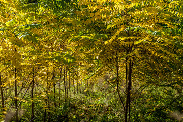 Wiederaufforstung im Wald