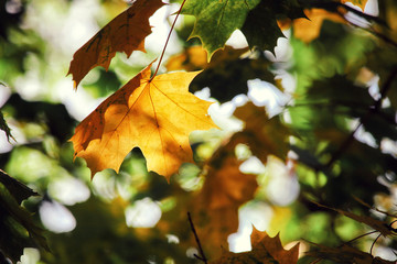 Goldener Herbst