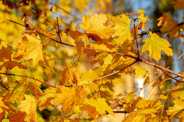 Naklejka na ściany i meble Beautiful yellow autumn maple leaves on the tree