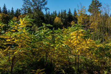Wiederaufforstung im Wald