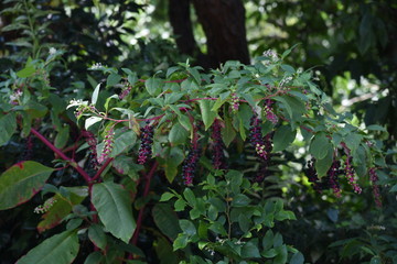 American pokeweed is a poisonous plant that contains alkaloids, saponins, and aglycones, but reddish purple juice is used as a dye.