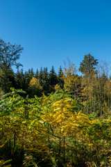 Wiederaufforstung im Wald