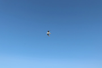 Seagull flying in the sky above the Baltic Sea in Estonia