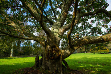 An ancient oak tree in autumn