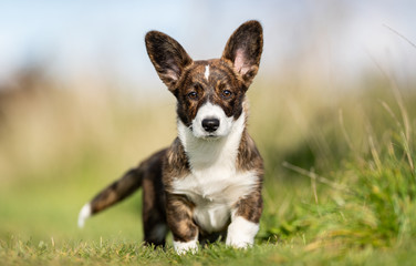 Beautiful welsh corgi