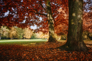 autumn colors on old trees with red and golden foliage in a park, seasonal landscape, selected focus