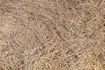 Dry grass ground, background photo
