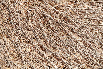Dry grass close-up, background photo