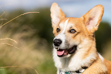 Beautiful welsh corgi