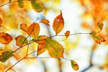 Fototapeta premium Goldener Herbst