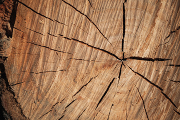 Fototapeta premium Brown wooden log section texture