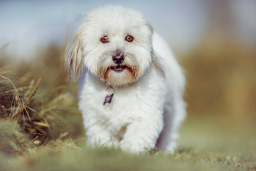 Coton de tulear