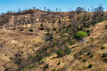 Scorched hillsides in Portugal