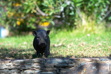 Domestic pig portrait