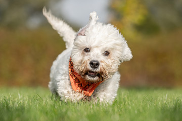 Portrait of a beautiful dog 