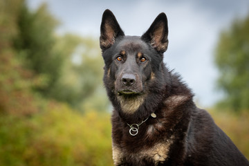 Portrait of a beautiful dog 
