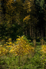 Obraz premium Wiederaufforstung im Wald