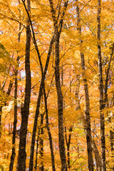 Amazing and stunning fall foliage colors