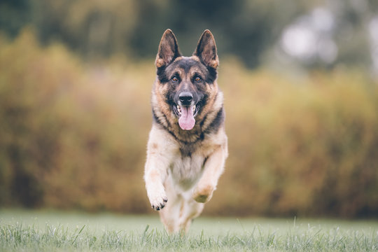 Portrait of a beautiful dog 