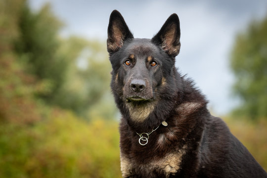 Portrait of a beautiful dog 