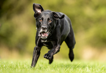 Portrait of a beautifully dog 