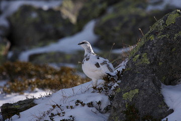 Schneehuhn