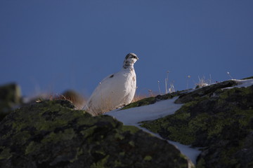 Schneehuhn