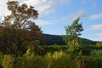Obraz premium Sonnige Landschaft der Weinbergen von Edenkoben