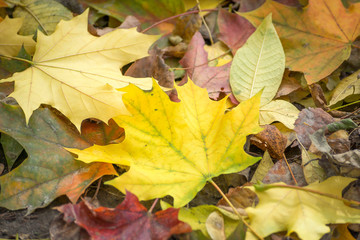 Autumn sunny day in the park. Yellow leaves on the trees, bench.