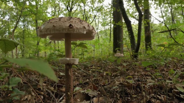 Champignon - coulemelle