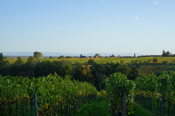 Fototapeta na wymiar Landschaft der Südlichen Weinstrasse von Edenkoben aus gesehen