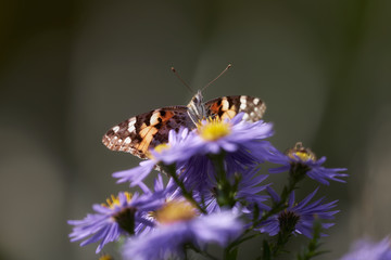 Schmetterling