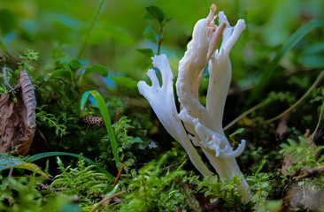 Der essbare Pilz Runzellige Koralle CLAVULINA RUGOSA auf Waldboden als detaillierte Aufnahme in...