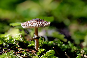 Der kleine, giftige Pilz Schwarzschueppiger Schirmling LEPIOTA FELINA auf Waldboden mit unscharfem Hintergrund