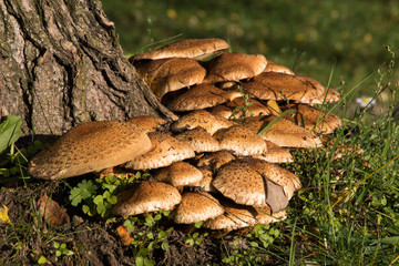 Pilze im herbstlichen Abendlicht