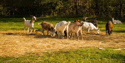 Obraz na płótnie Canvas goat farm in rural Hungary, Verőce