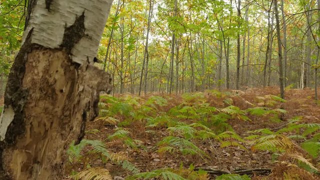 For&ecirc;t d'automne 