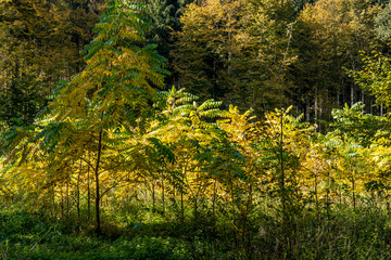 Obraz premium Wiederaufforstung im Wald
