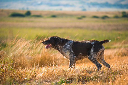 German wire-haired dog hunting in the field