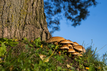 Pilze im herbstlichen Abendlicht