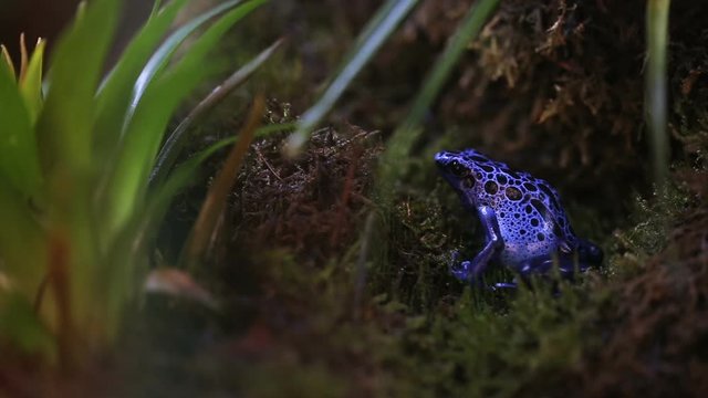 poison arrow frog, Dendrobatidae, Dyeing dart frog (Dendrobates tinctorius),  blue frog in tropical environment