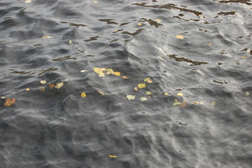 water and foliage on the river