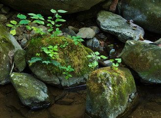 Plants colonizing moss-covered  rocks in stream in Shenandoah National Park, Virginia. The moss provided a growing medium for the plants to take root in.