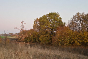 Fototapeta premium tree in autumn